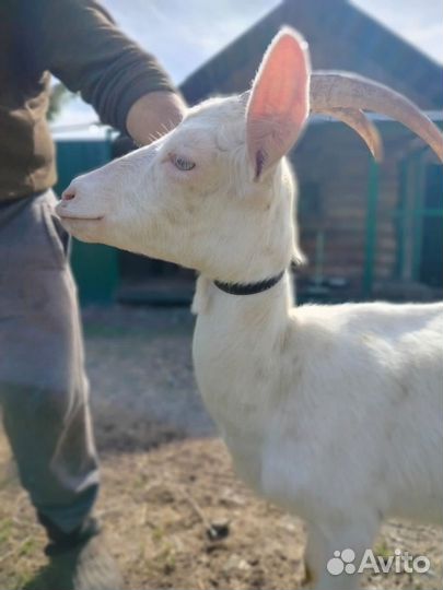 Коза дойная