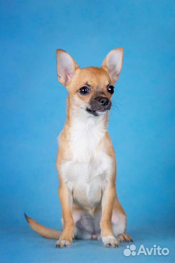Чихуахуа девочка