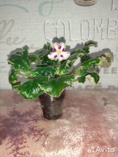 Фиалка химера Лесной царь