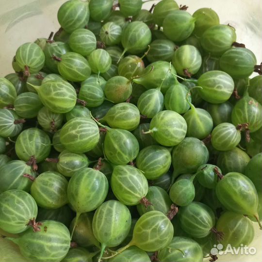 Крыжовник зеленый крупный сладкий