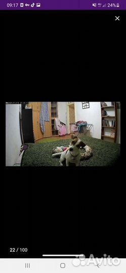 Камера видеонаблюдения. Видео няня