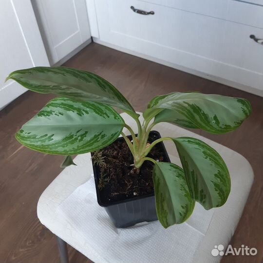 Аглаонема Сильвер Бэй