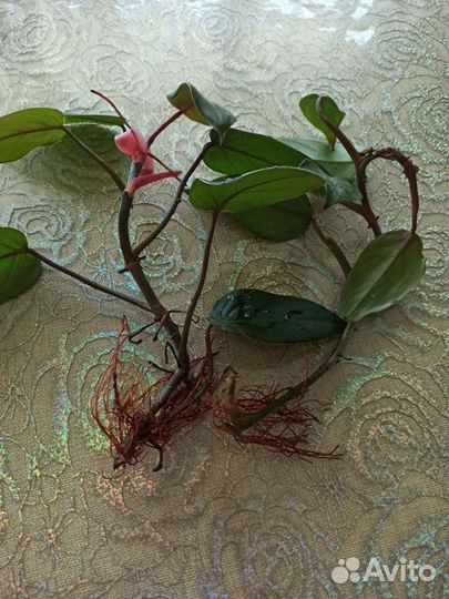 Филодендрон