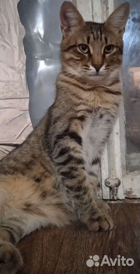 Котик Матроскин