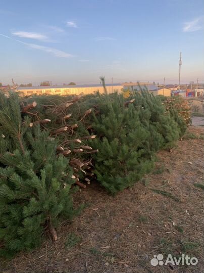 Елка новогодняя