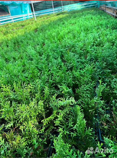 Саженцы туи, туя смарагд