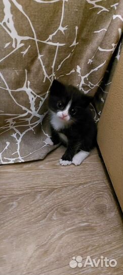 Кошка в дар