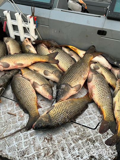 Свежая / копченая рыбы