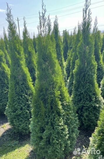 Туи смарагд