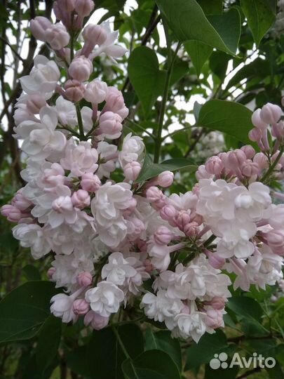 Сирень Красавица Москвы саженцы