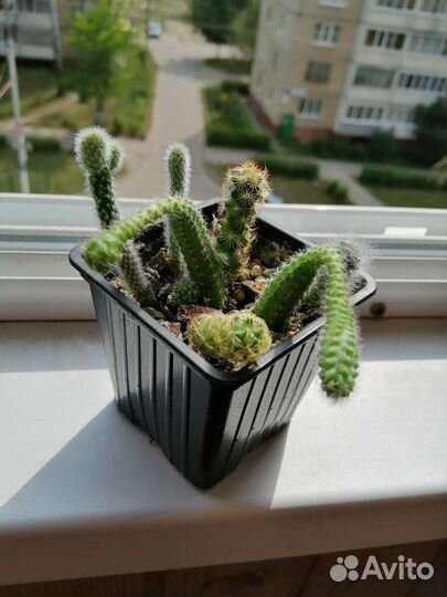 Кактусы