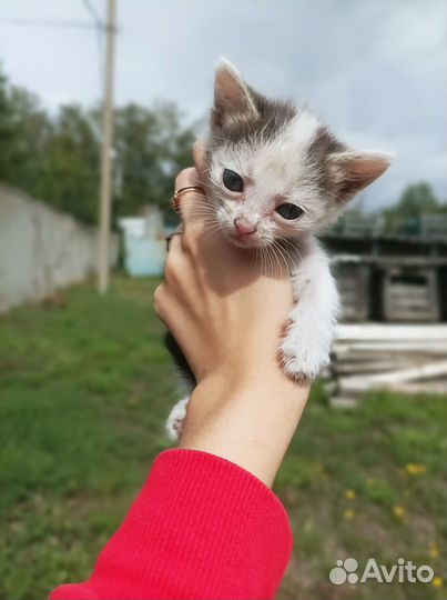 Котенок мальчик в добрые руки