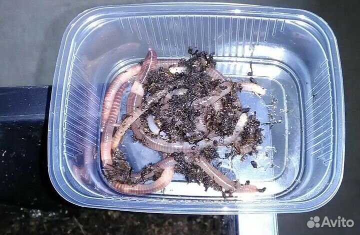 Червь крупный Дендробена