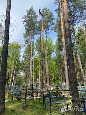 Спил и обрезка деревьев