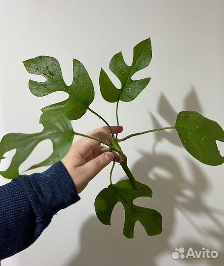 Монстера рафидофора черенки с корневой