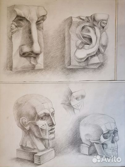 Академический рисунок Голова Части лица Череп