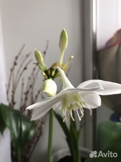 Эухарис детки