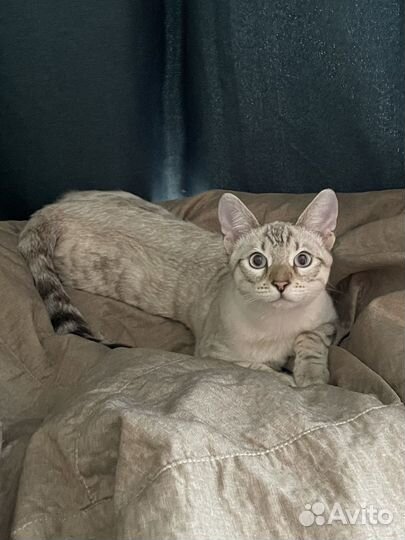 Бенгальский кот