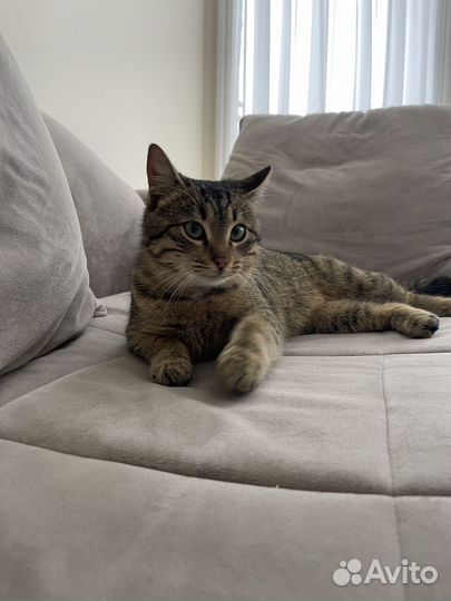 Молодой котик 8 месяцев