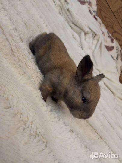 Декоративные крольчата