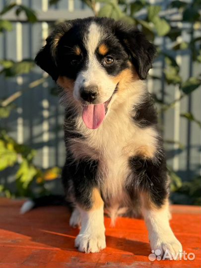 Щенки Аусси