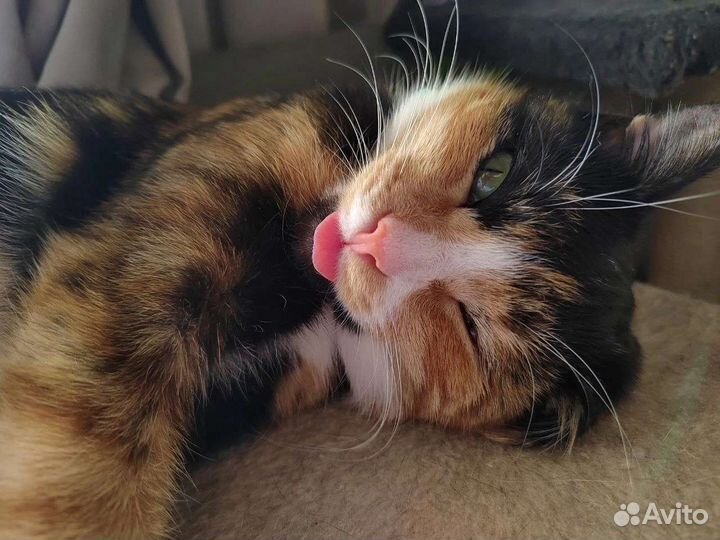 Муся в ответственные руки