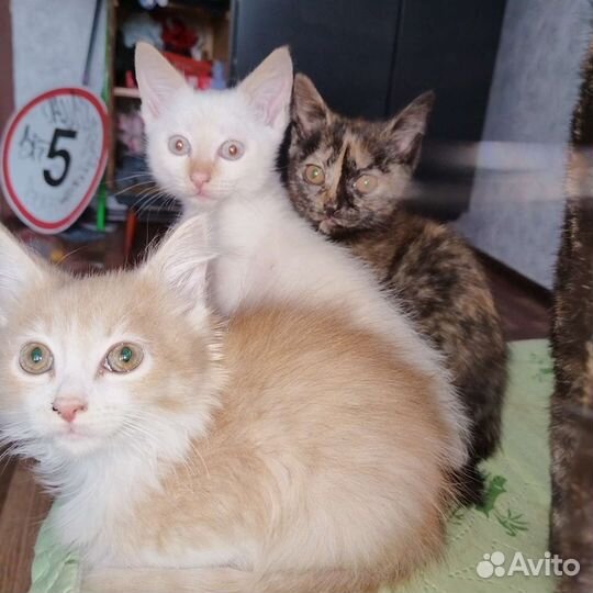 Котята в добрые руки