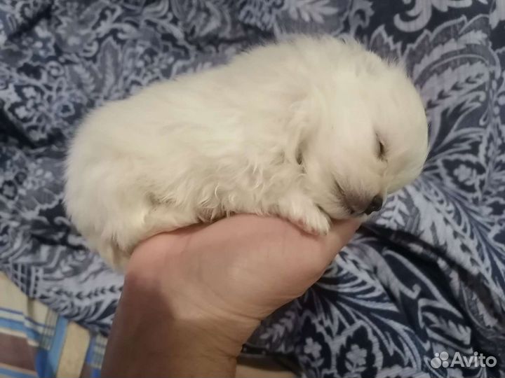 Шпицедетки