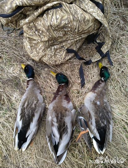 Утки подсадные для охоты