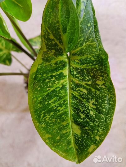 Сингониум панда