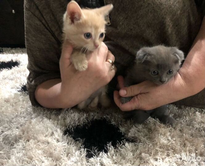 Котята в добрые руки