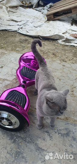 Гироскутер