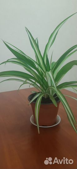 Комнатные домашние растения