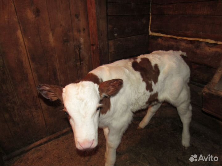 Продам телят