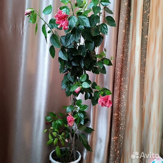 Паслён и гибискус