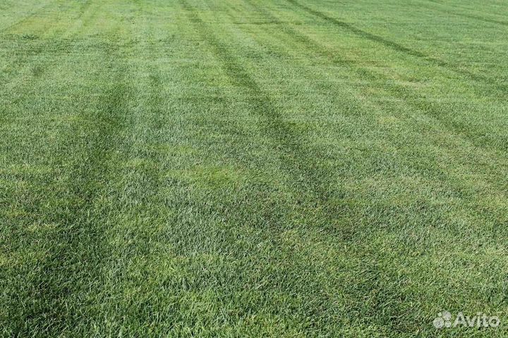 Рулонный газон, укладка, продажа
