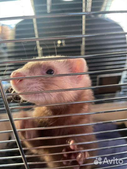 Хорек мальчик