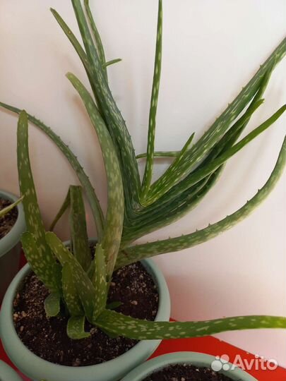 Цветок алоэ