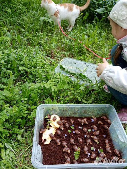 Улитка Ахатина