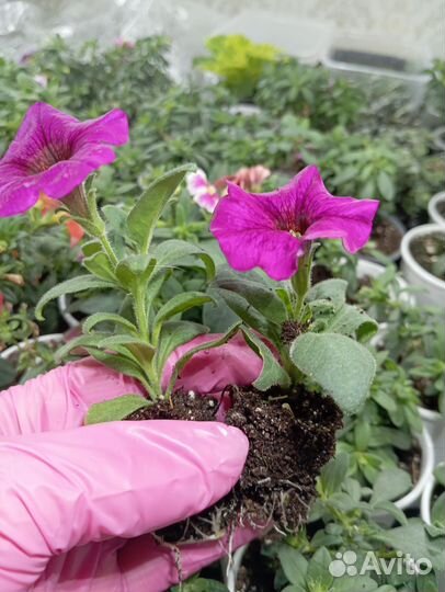 Вегетативная петуния, калибрахоа, алиссум