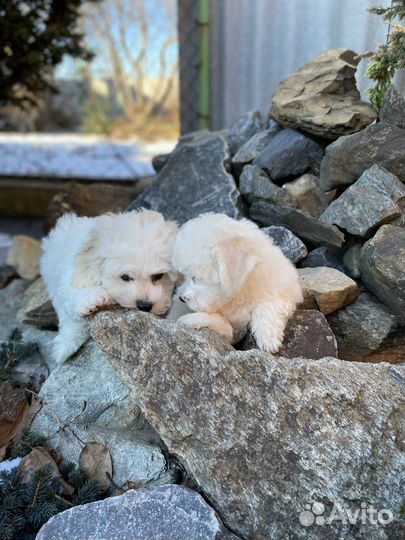 Бишон фризе