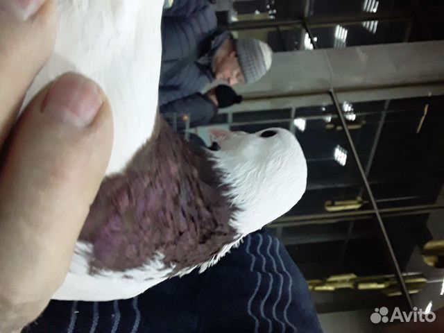 Бакинские бойные голуби