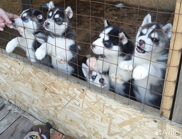 Продам щенков хаски