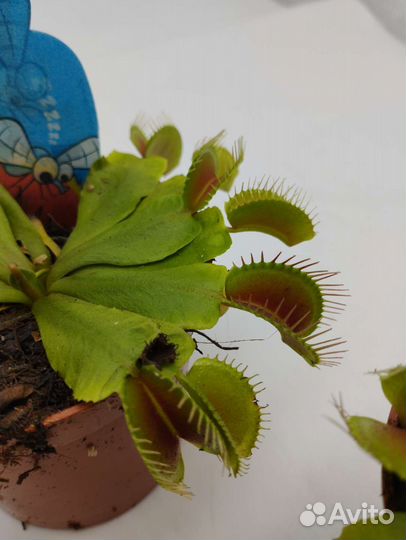 Венерина мухоловка