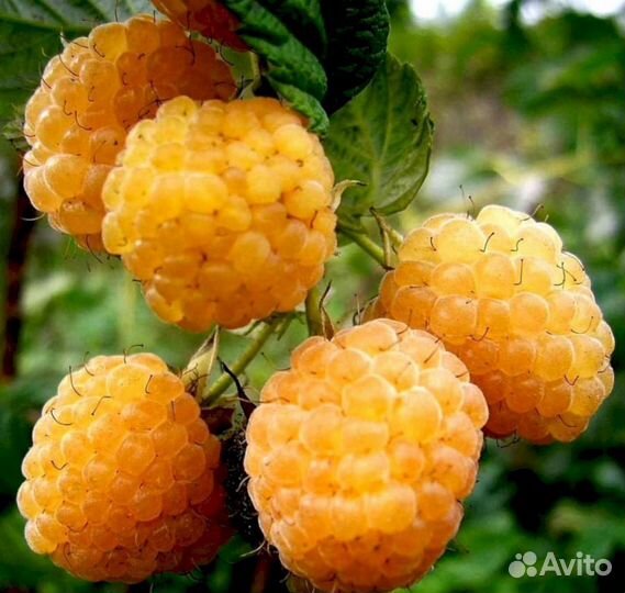 Саженцы малины Беглянка