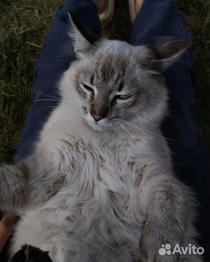 Отдам котов 4 месяца