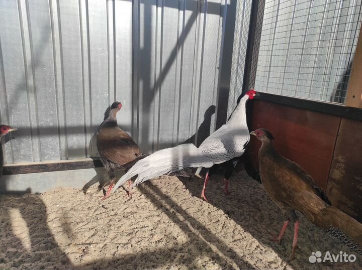 Фазан серебро и алмазный