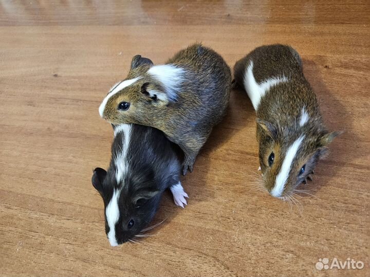 Морские свинки