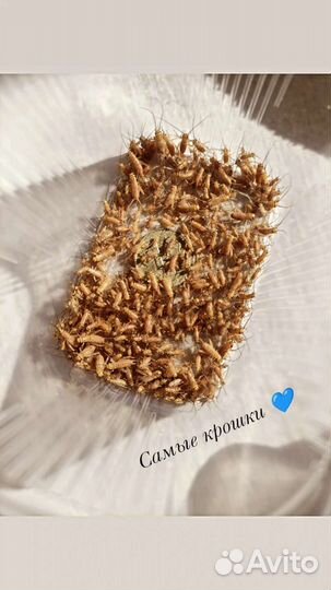 Сверчки живые. Живой корм. Сверчковая пыль