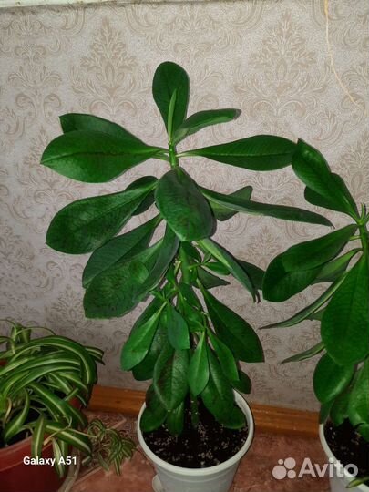 Малочай Синадениум Рубра